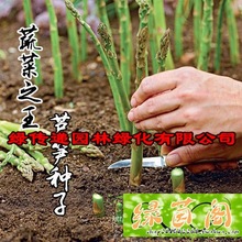 芦笋种子孑蔬菜之王阳台盆栽营养高端多年生高产大田四季蔬菜种籽