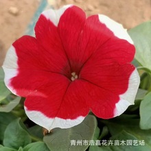 垂钓牵牛盆栽矮牵牛 夏瑾观赏花 北京绿化草花 垂钓牵牛基地批发