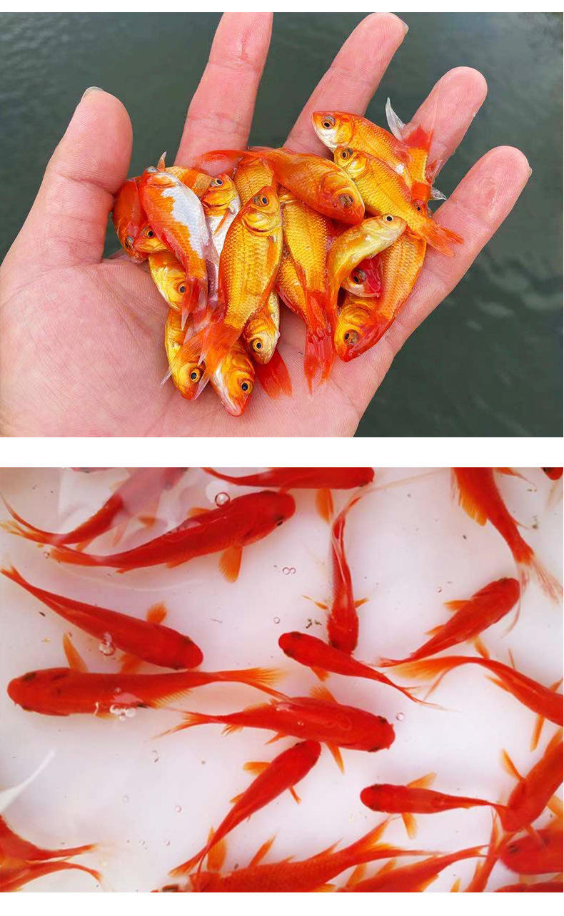 小金鱼草金鱼批发红草鱼锦鲫鱼小洋鱼小红鱼饲料鱼活体批发零售