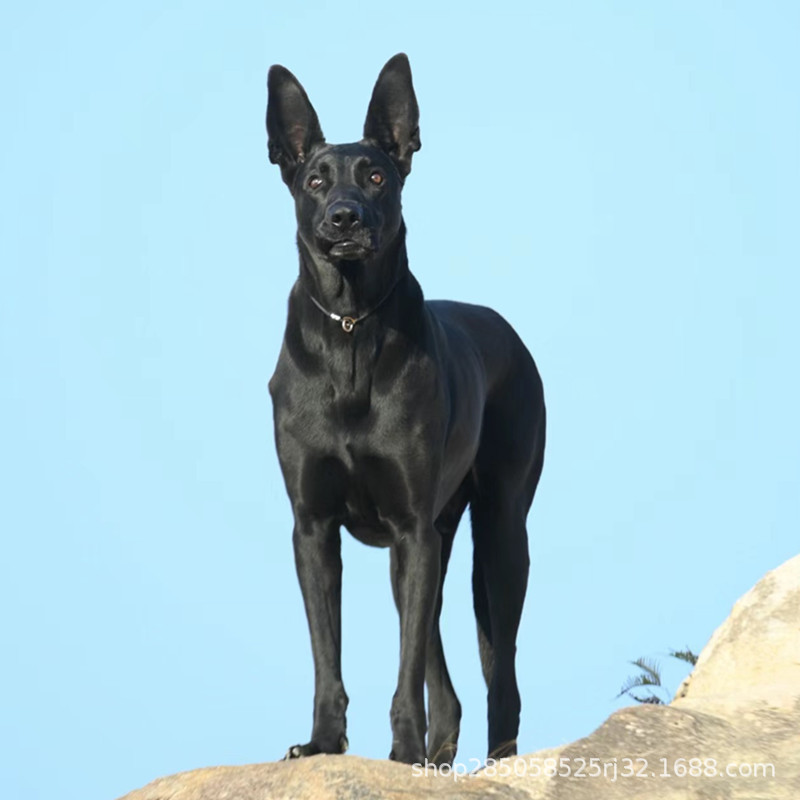 纯种黑狼犬幼犬活物看家护院大型中华狼狗纯黑小狗短毛正宗活体