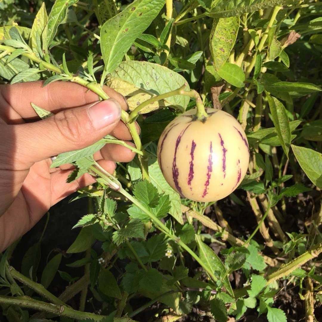 人参果上架 5斤/3斤 清甜多汁 8成熟发货, 偏远6省不发-阿里巴巴