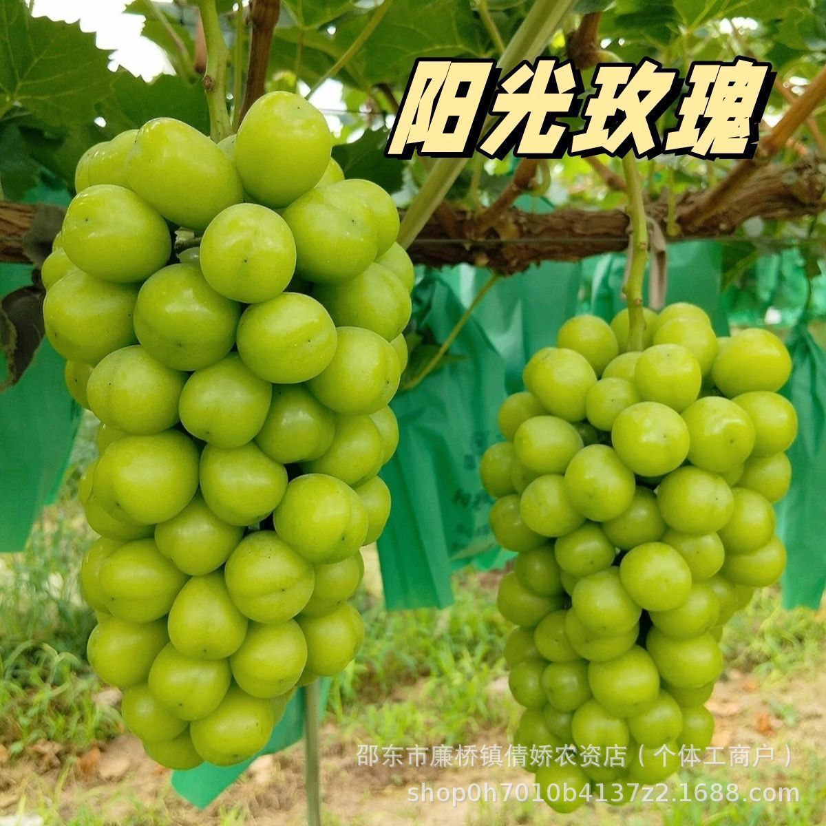 阳光玫瑰葡萄果树苗无籽超甜庭院阳台搭架爬藤耐寒盆栽地栽