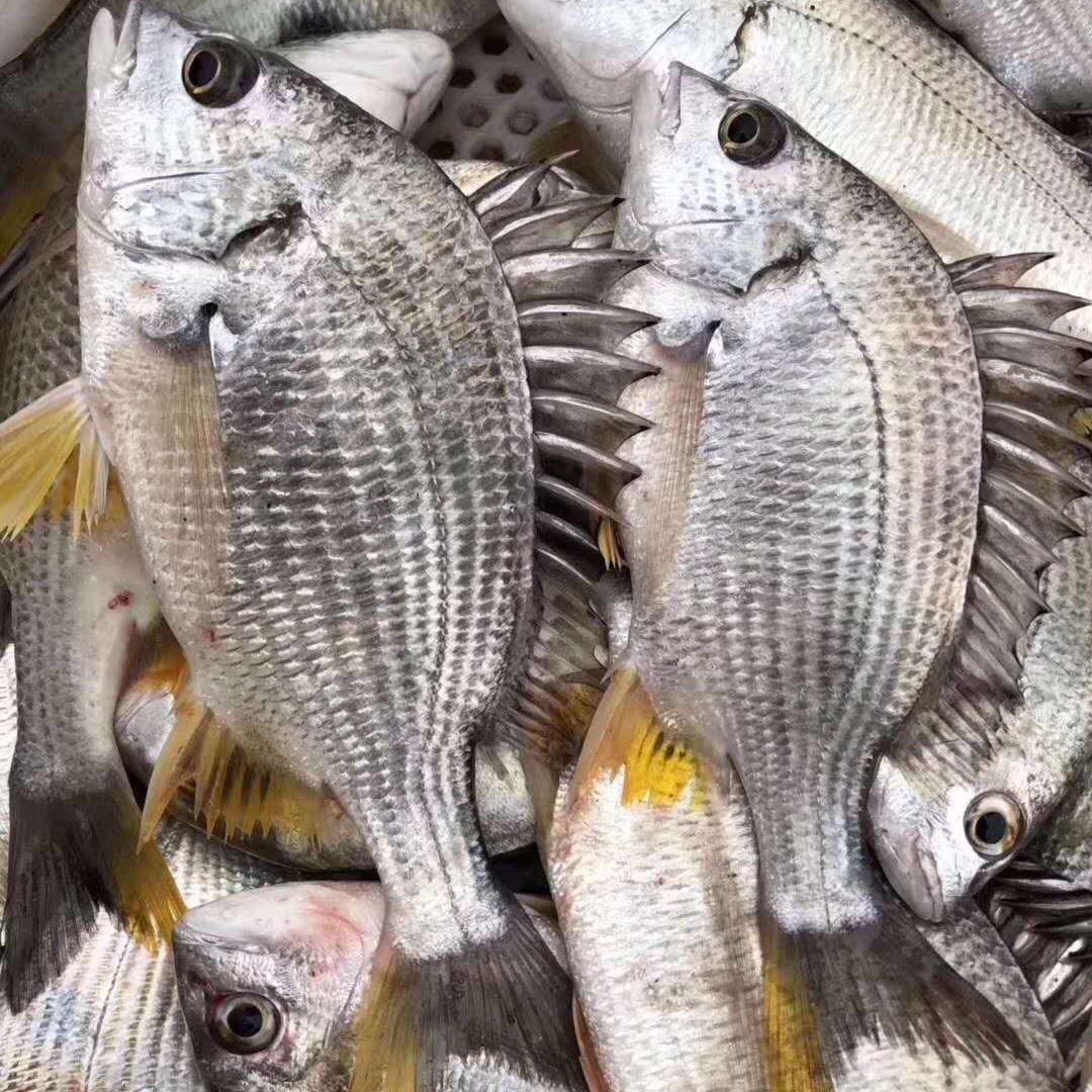 宫前湾东山岛野生海钓黄翅鱼黄刺鱼活冻野生鲜活水产月子宝宝辅食