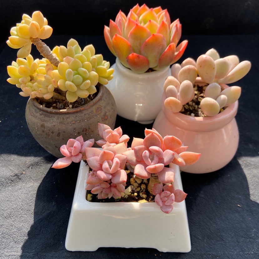 带瓷盆种好 多肉植物 礼品多肉 萌豆 月影精灵 多肉植物合集-阿里巴巴