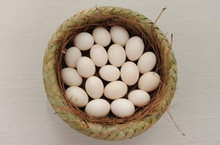 假信鸽蛋/鸽子引产蛋/鸽子蛋/肉鸽用假蛋信鸽实心塑料