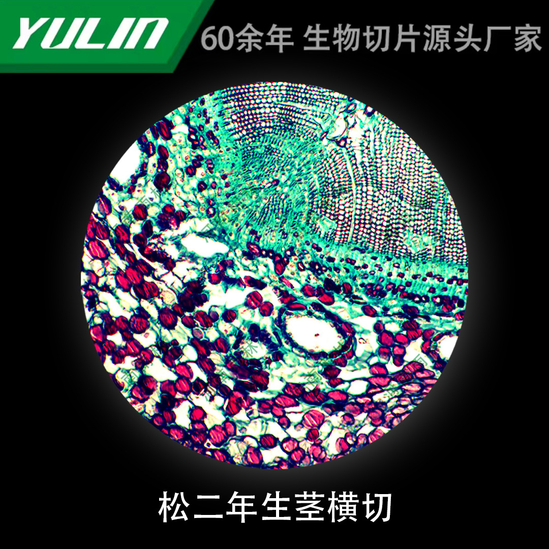 松二年生茎横切微生物显微镜生物切片高校教学实验仪器科研玻片