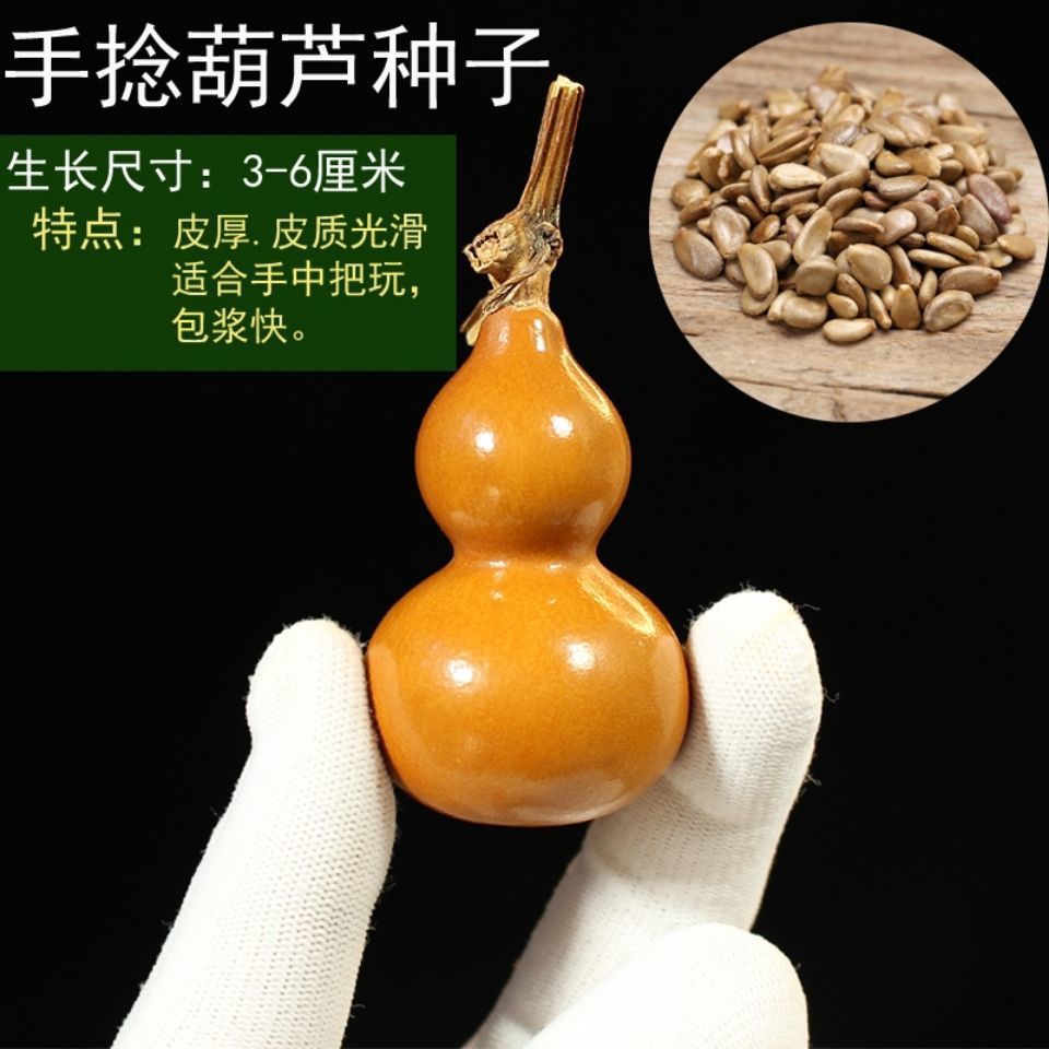 天然特大巨型超大葫芦种子中小八宝酒葫芦籽文玩观赏庭院阳台盆栽