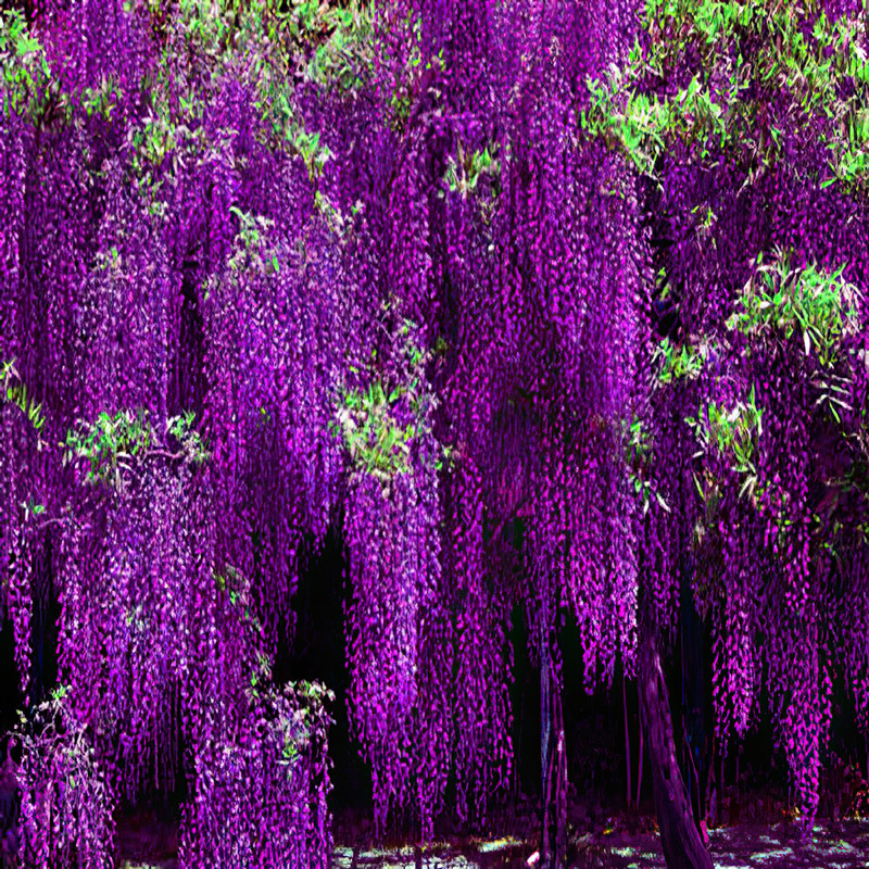 紫藤花树苗爬藤植物庭院围墙四季开花盆栽花苗绿植花卉藤蔓紫藤萝