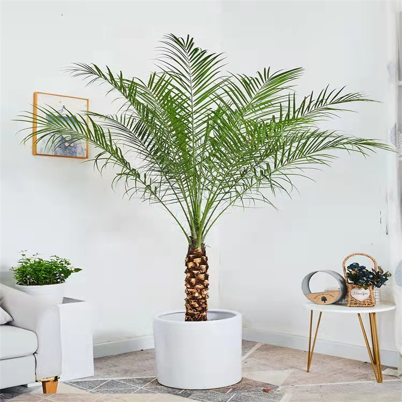 棕榈树苗美丽针葵椰子树热带风植物阳台别墅走廊室内大型绿植盆栽