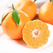 四川春见耙耙柑10斤大果新鲜橘子桔子当季整箱水果粑粑柑果园直发