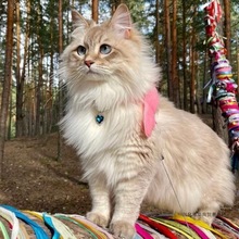 西伯利亚森林猫幼猫活体挪威森林猫巨型俄罗斯西森涅瓦色缅因猫咪