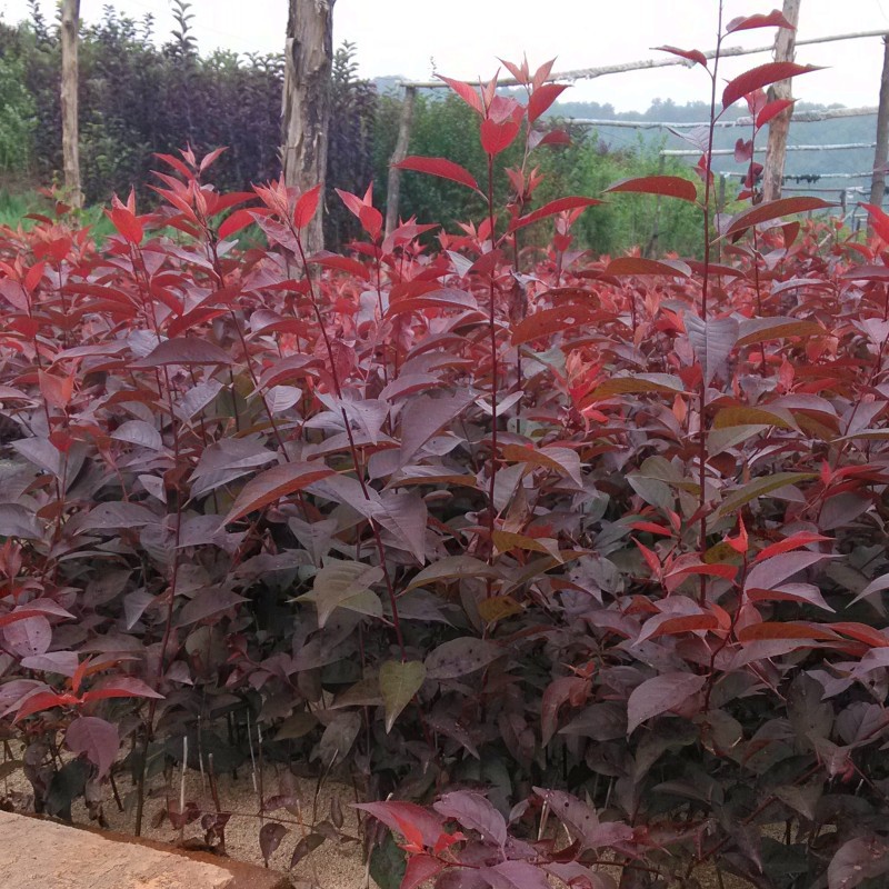 苗圃直发密枝红叶李球紫叶李球树型饱满规格全密枝红叶李苗绿篱苗