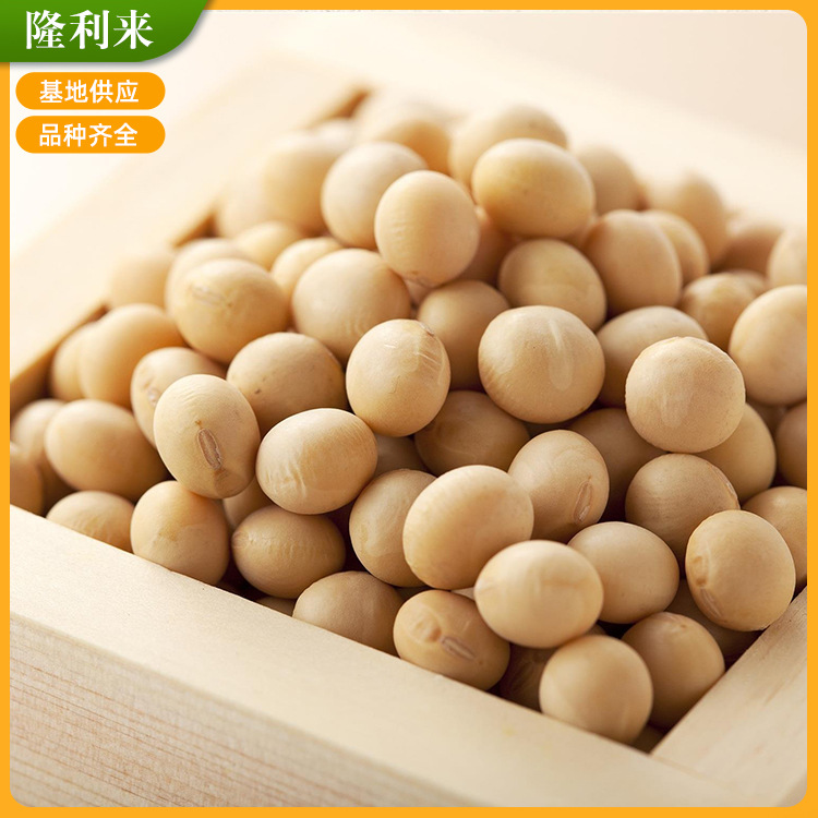 苏北大豆五谷杂粮大黄豆农家食用豆黄大粒生黄豆豆浆