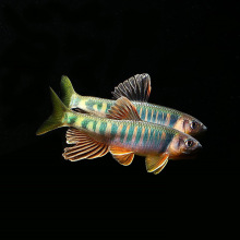 鳍鱲冷水鱼马口鱼观赏鱼原生鱼桃花旁皮虾虎鱼长鳍鱲纵纹鱲176人付款