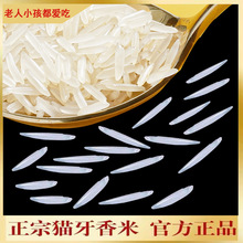 猫牙米长粒泰国香米形状2023新米超长特级丝苗大米50斤