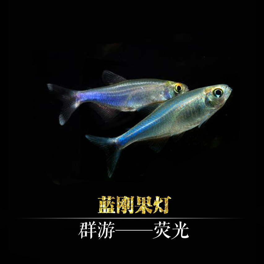 【刚果鱼】-刚果鱼厂家,品牌,图片,热帖-阿里巴巴