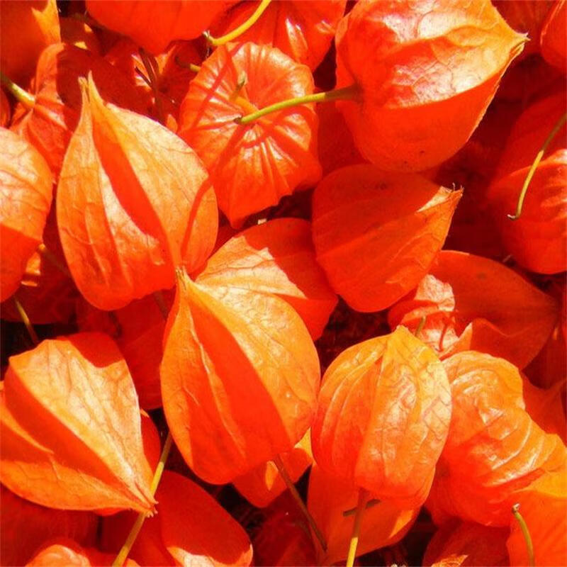 东北长白山野生红姑娘鲜果中药材皮灯笼果锦灯笼红菇