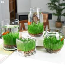 diy创意鱼缸生态瓶玻璃插花瓶水培草种子四季微景观摆件