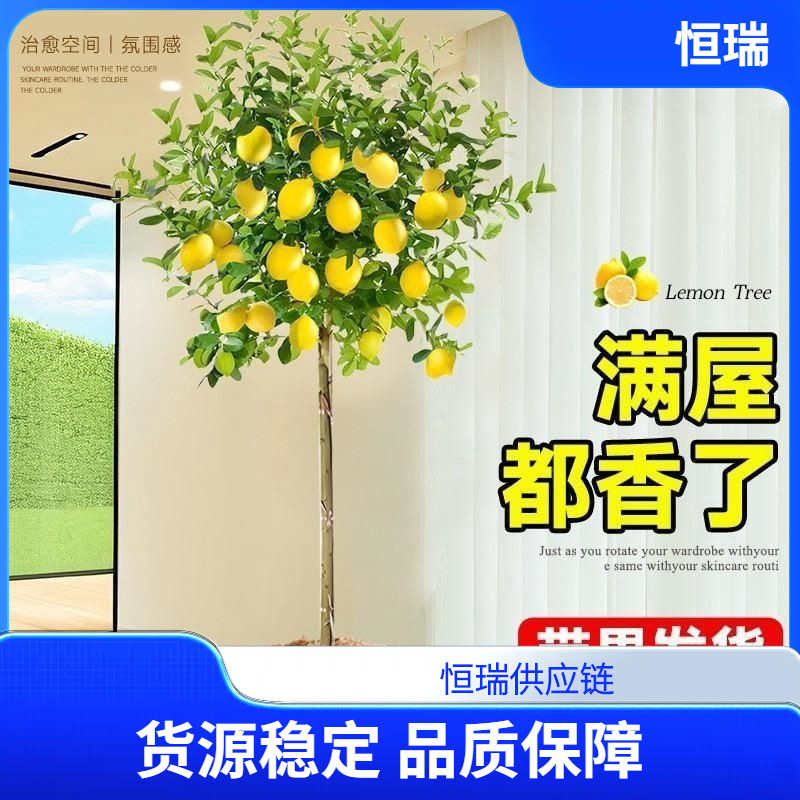 香水柠檬树盆栽带果可食用室内客厅果树绿植南北方种植四季好养活