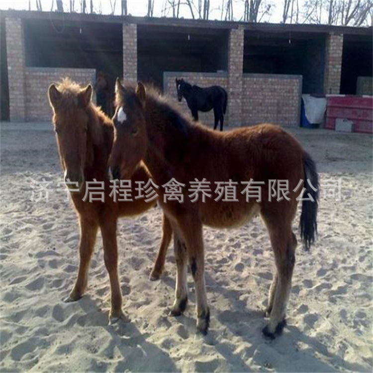 宠物德保矮马活体 迷你宠物矮马幼崽 儿童骑乘德保矮马活物-阿里巴巴