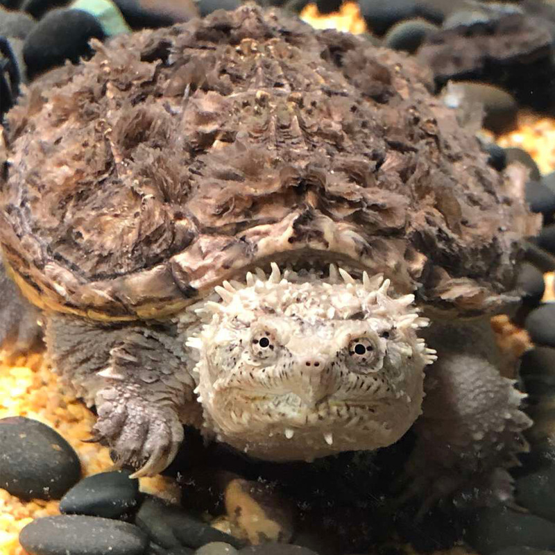 原种纯佛鳄龟爆刺鳄鱼龟幼苗佛鳄龟活物杂佛北美小鳄龟乌龟宠物 图片