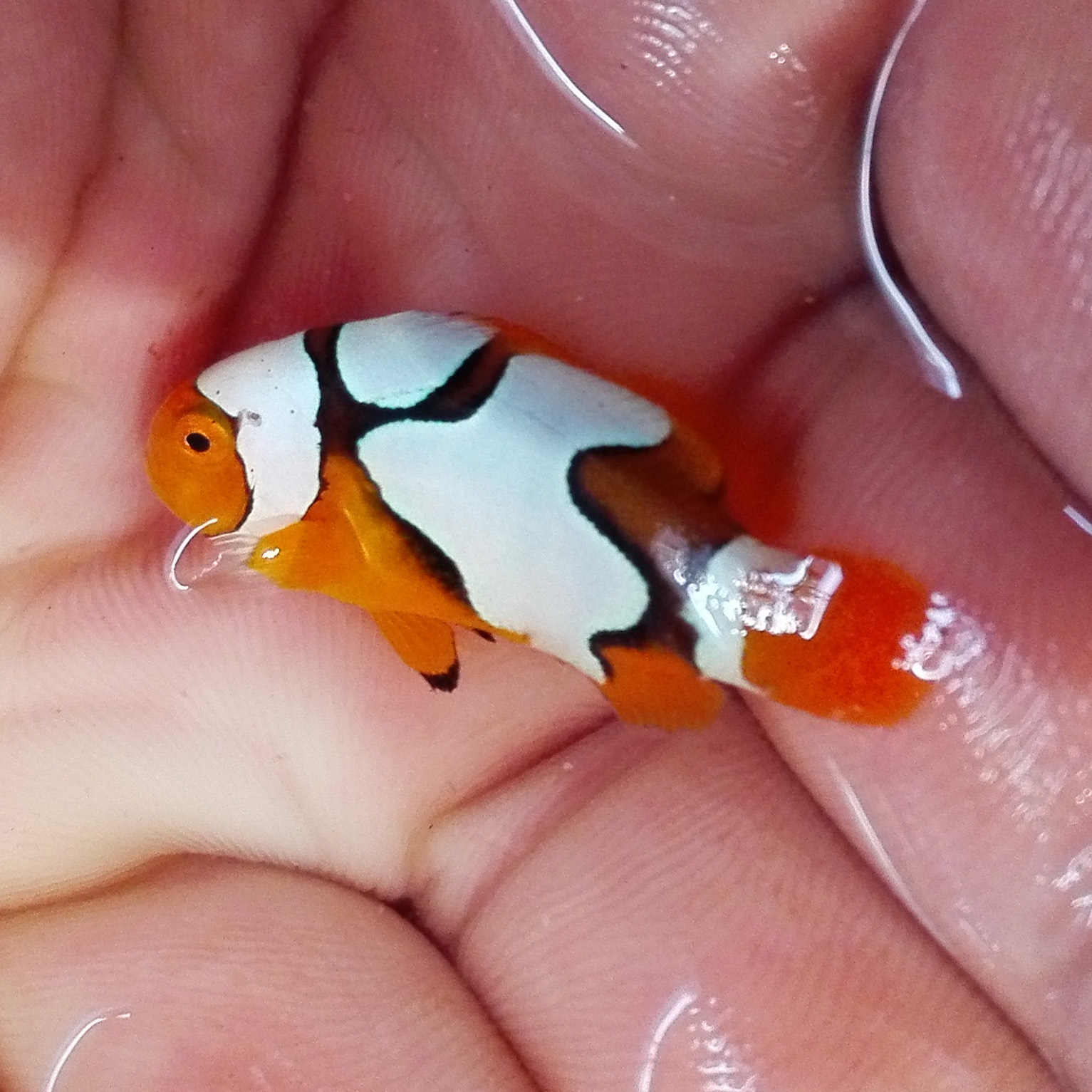 人工毕加索小丑鱼活体3.5cm海水鱼养定快递包活两条包邮公子小丑