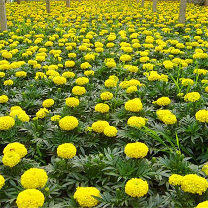 广州公园广场花卉种植基地批发万寿菊四季花海绿化用景观现货直销