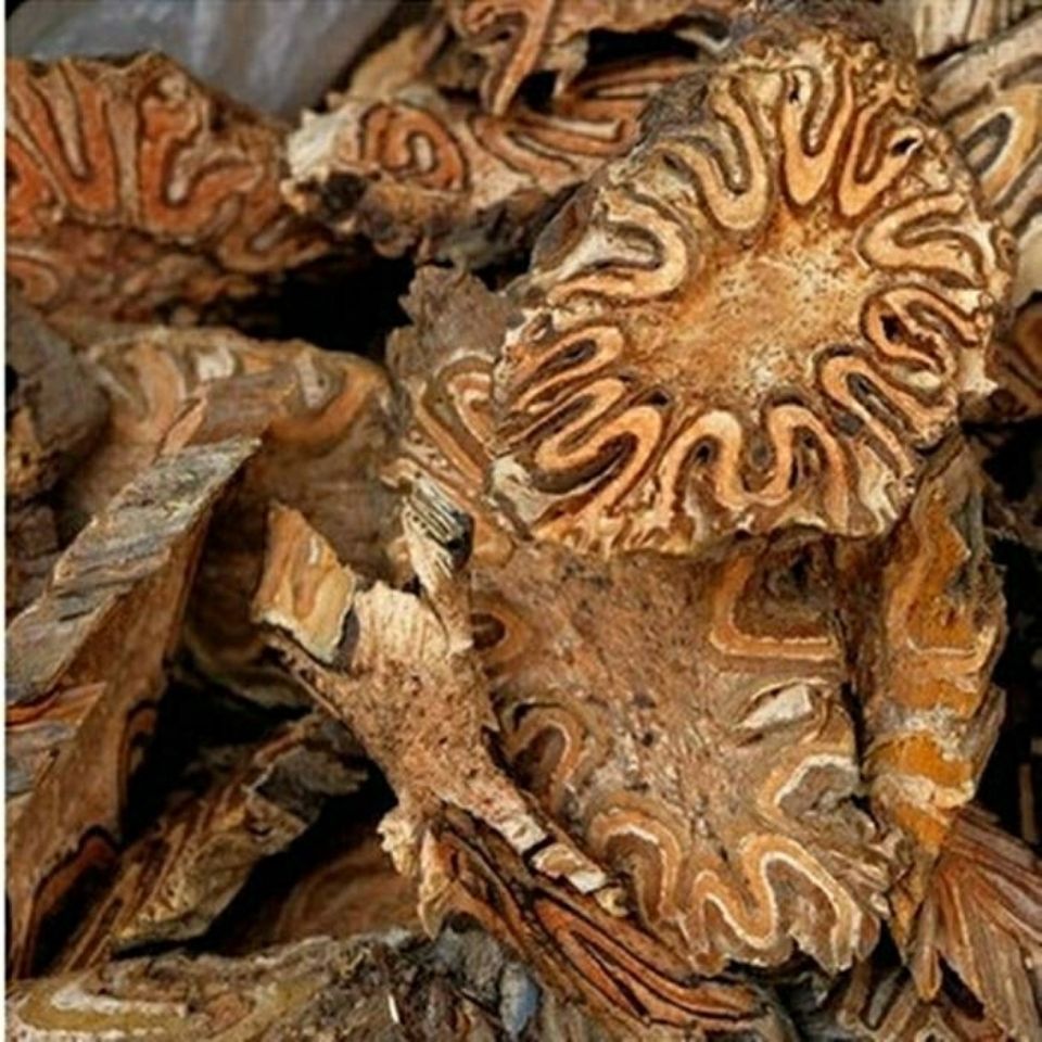 龙骨风1000克批发大量现货龙骨风500g批发真货好货-阿里巴巴