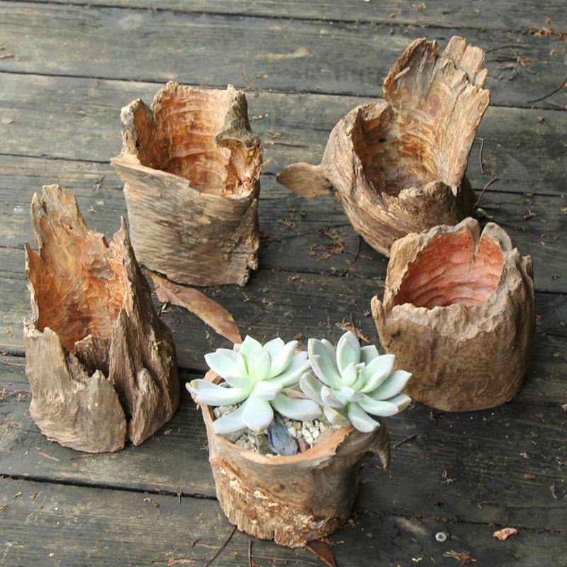 创意多肉枯木造景花盆 老桩实木天然树根防腐小花盆 空气凤梨花盆