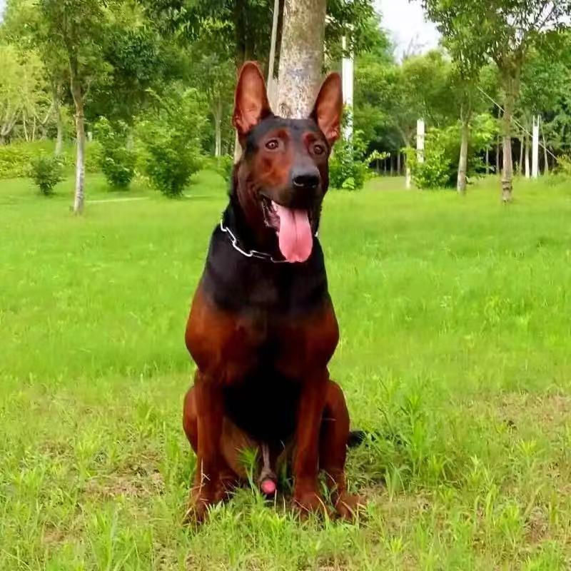 出售精品莱州红犬活体幼犬苏联红大型猛犬小狗纯种双血统莱州红犬