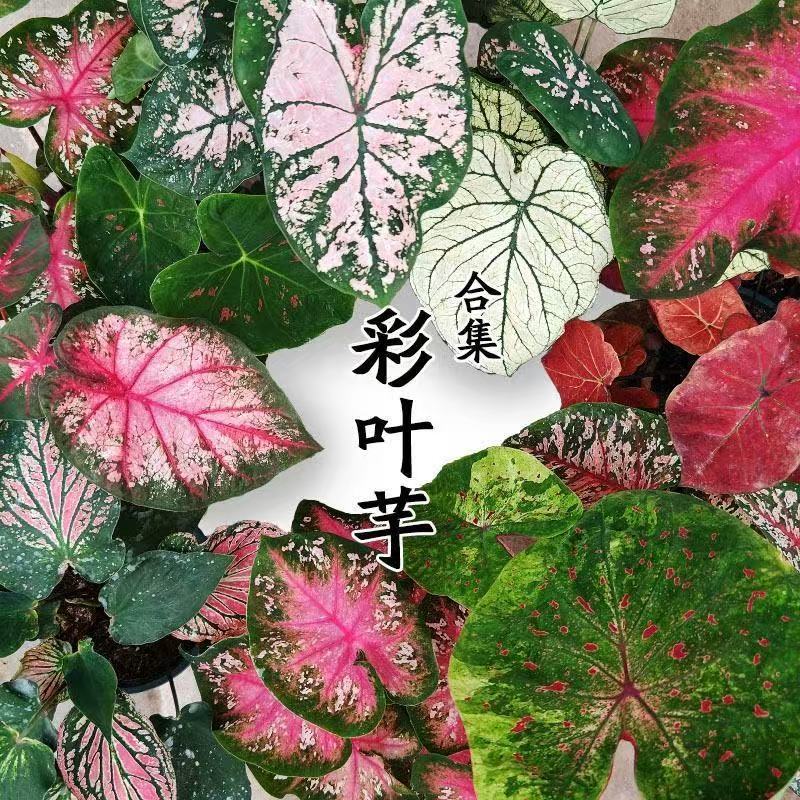 【跨境供货】进口彩叶芋种子大叶竹芋双色芋种子四季盆栽花卉植物
