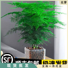 文竹盆栽植物室内净化空气办公室绿植花卉盆栽盆景四季常青小盆栽