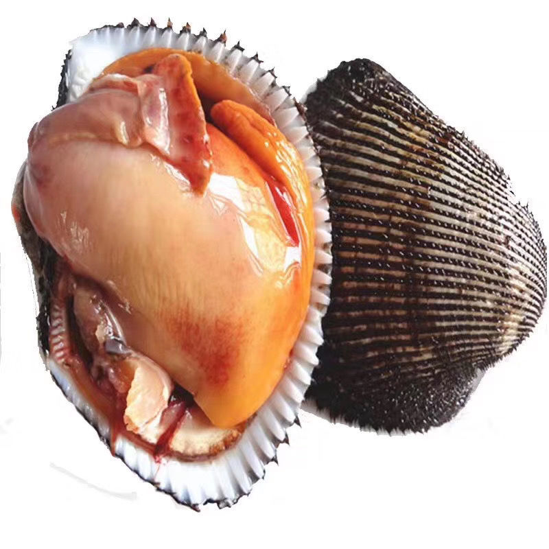 鲜活大赤贝大毛蚶大血蛤刺身专用2到四个一斤.四斤包邮