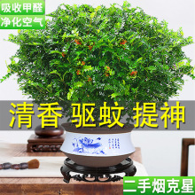 绿色防蚊草室内客厅防蚊植物清香木盆栽绿植阳台庭院办公室