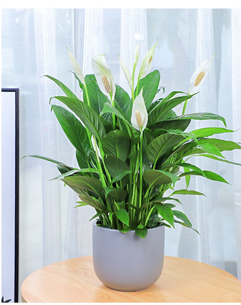 白掌一帆风顺盆栽水培土培绿植防辐射除客厅室内花卉四季开花