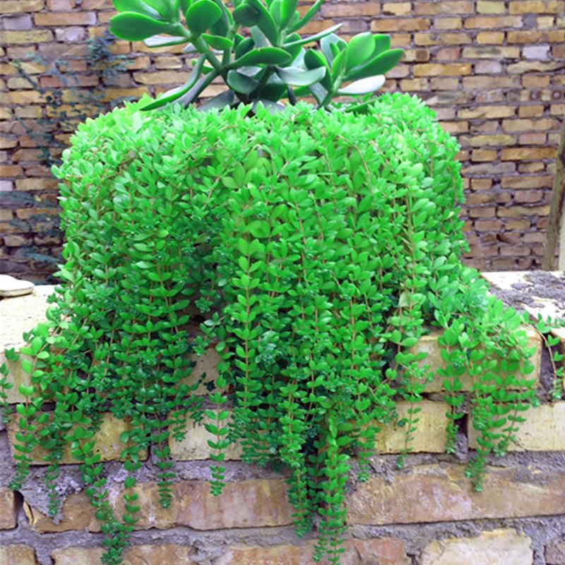垂盆草盆栽植物驱蚊草佛甲草垂吊绿植桌面阳台花卉四季好养