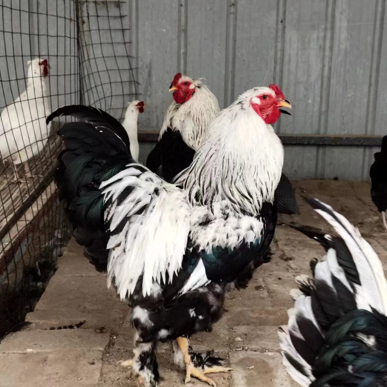 婆罗门鸡是世界上最大的鸡种 婆罗门哪里售卖 婆罗门如何饲养