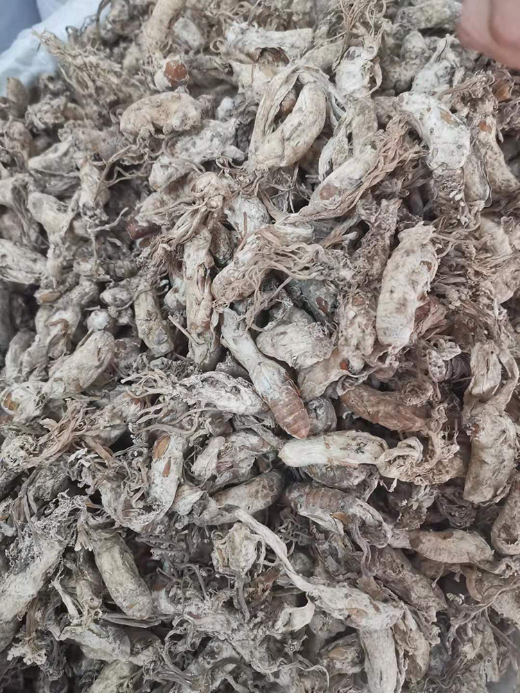 亳鑫荣 金蝉花500g一斤2021新货大虫草山农一手货源蝉蛹草知了花