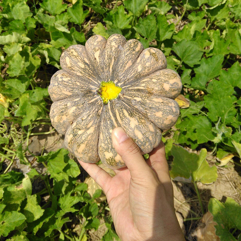 金博农磨盘南瓜种子中晚熟甜面扁圆磨盘南瓜种籽大果庭院播南瓜籽