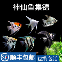 热带观赏小鱼鱼燕鱼秘鲁埃及七彩好养活鱼小型淡水孔雀鱼苗