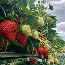 草莓种子草莓籽花种子花卉种子蔬菜种子公司菜种子批发菜种菜籽