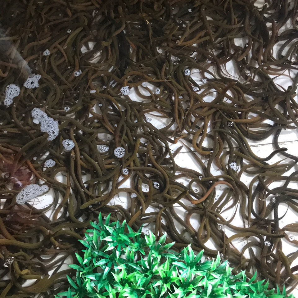 鳝鱼苗鲜活 四川黄鳝苗批发小黄鳝幼苗淡水鱼苗长鱼泥鳅鱼盘龙鳝