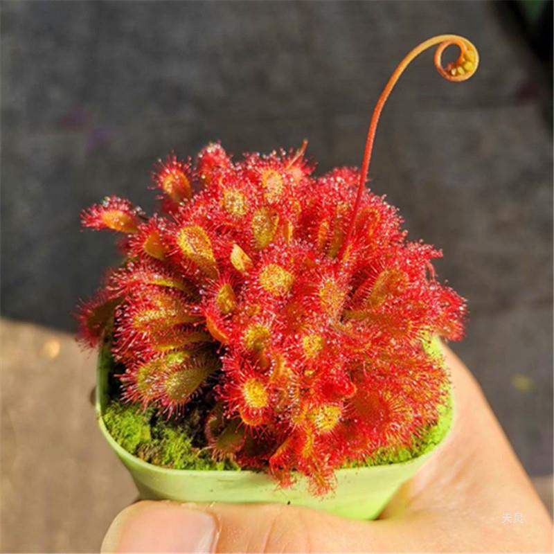 洛弗丽茅膏菜群生爆盆食虫植物盆栽食人花捕蝇草微景观雨林缸造景