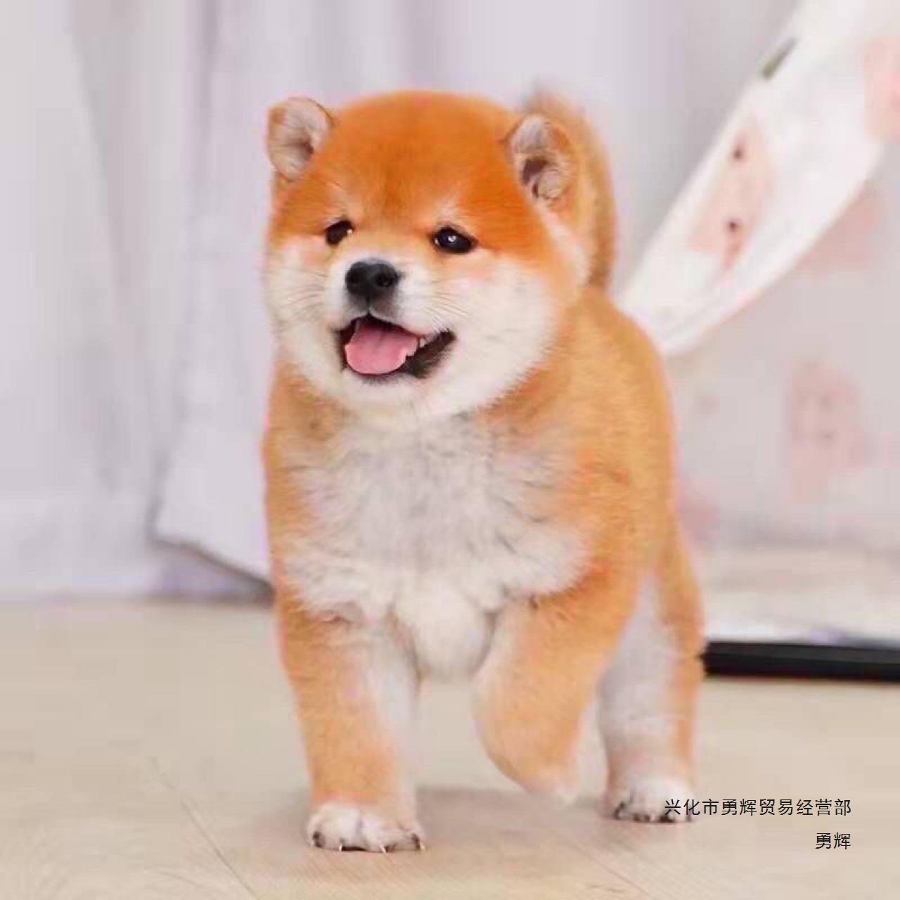 日本柴犬幼崽宠物宠物狗小狗秋田犬真狗小型犬柴犬幼崽活狗豆柴犬