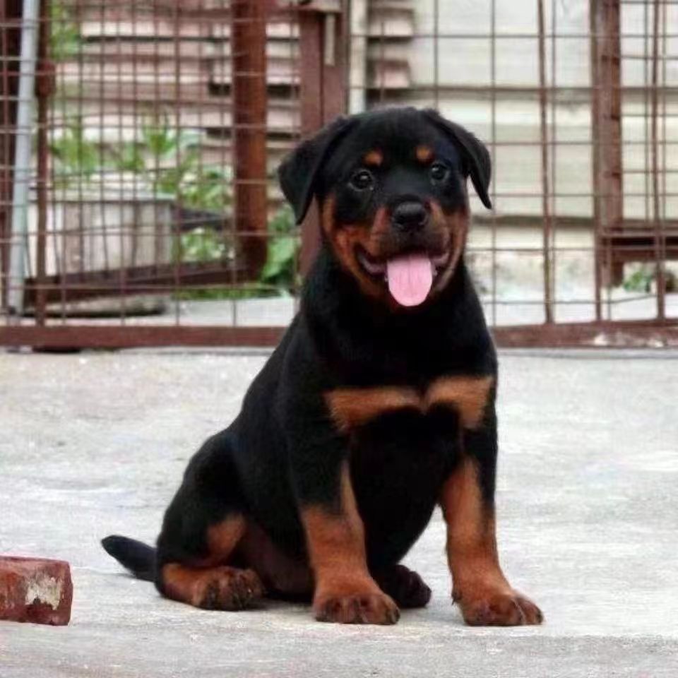 纯种德系罗威纳犬幼犬活体大型家庭护卫犬赛级罗威纳幼崽-阿里巴巴