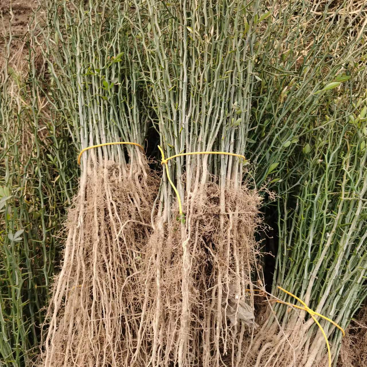 厂家直销现挖现卖枸橘枳壳树苗 货源充足篱笆围栏用苗量大优枸橘