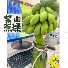 【禁止蕉绿】整串带杆芭蕉花办公室水培小米香蕉新鲜连果插花绿植