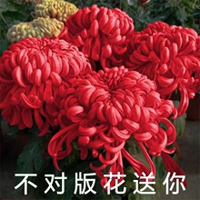 菊花盆栽好养带花苞九月菊大花苗耐寒室内外庭院种植花卉四季开花