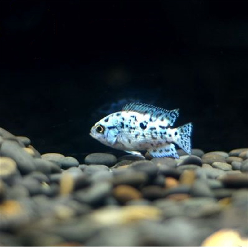 银河星钻鱼珍珠豹鱼中美洲慈鲷杂食温顺混养热带观赏鱼淡水活体鱼