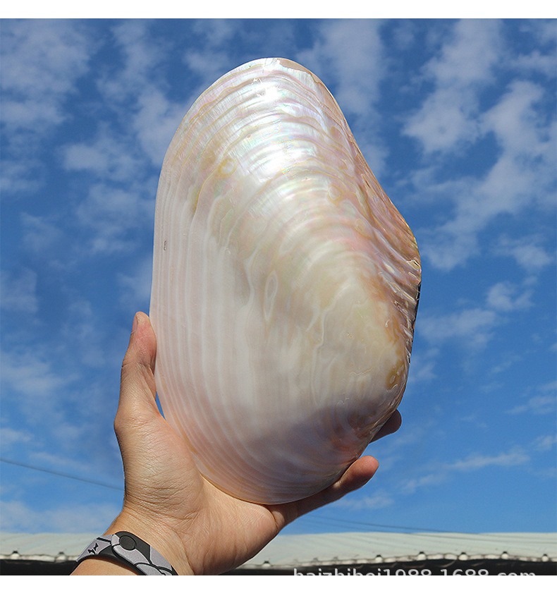 超大珍珠贝天然海螺贝壳光泽双面壳地中海家居装饰摆件创意收藏品